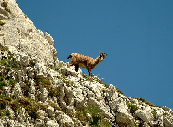 Camoscio d''Abruzzo Rupicapra pyrenaica ornata